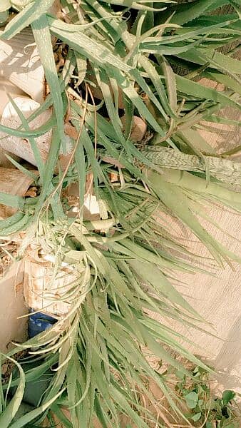 alover plants for urgent sell different sizes and prices 500 to 5000 5