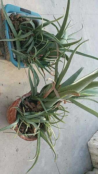 alover plants for urgent sell different sizes and prices 500 to 5000 7