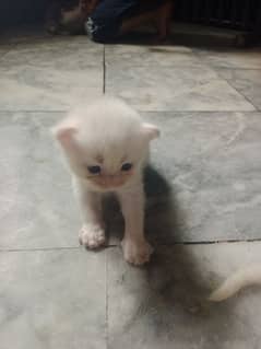 Persian kittens for sale. . .