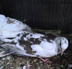 Brazilian Wild Dove breeding Pair