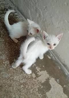 Persian full white pair