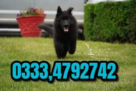 black shepherd puppies available 0333.4792742