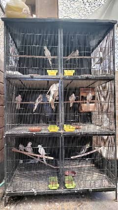 full setup birds with cages