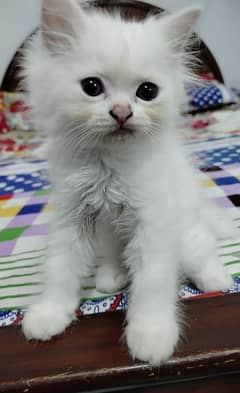 Persian kitten 2 months old