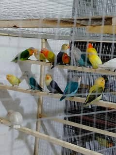 love birds breeder and ready to breed pair