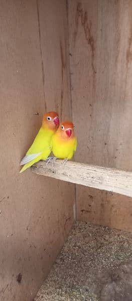 Latino Love Bird Pair for Sale 0