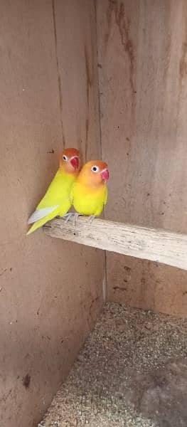 Latino Love Bird Pair for Sale 1