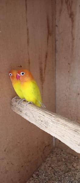 Latino Love Bird Pair for Sale 3