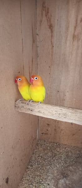 Latino Love Bird Pair for Sale 4