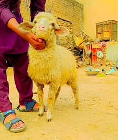 LONGTAIL MARINO SHEEP