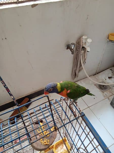 Rainbow and Swinson Lorikeet Pair for Sale 8