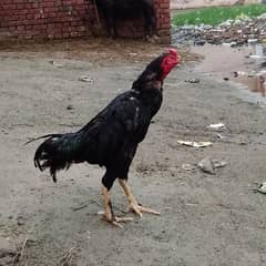 Pure Assel black rooster urgent sell