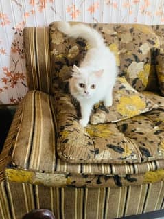 persian cat age 9 months