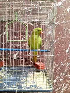 green parrot for sale