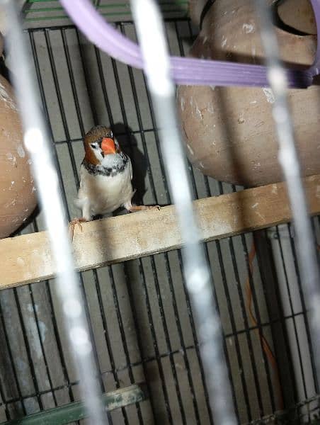 motivation finches 1