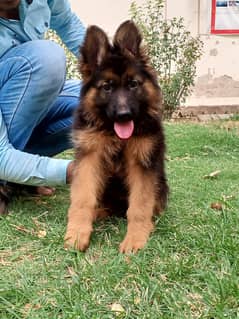 German shepherd female pup available