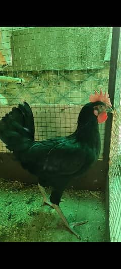 PURE HERITAGE AUSTRALORP AND EGYPTIAN FAYOMI MALE