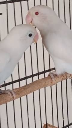 Albino red eyes into albino black eyes/ino available for sale /---