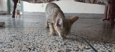 turkish cat 6 month