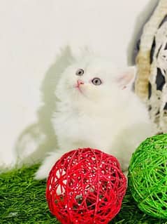 pure persian hazal eyes femal kitten