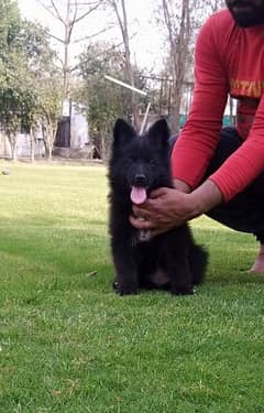 Black German shepherd puppies available for sale