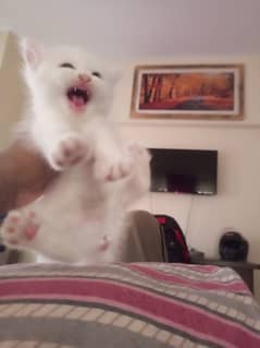 Turkish Kitten