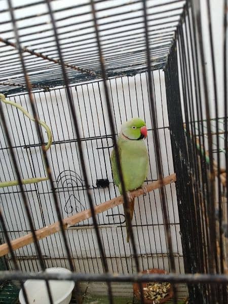 Ringneck pair breeder h   Healthy and active 7