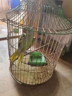 green parrot with cage