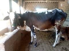 cow for sale 03026293283