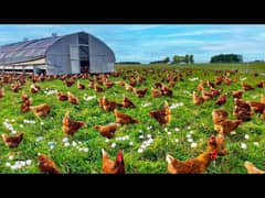 poultry farm worker