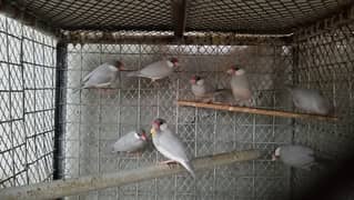 Albino red eyes JAVA READY TO BREED |age 11 Month 03463329429