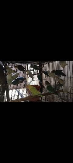 love birds split enos