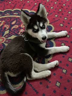 husky