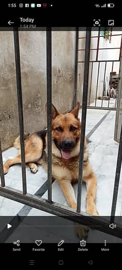 German Shepherd Male from Army Dog Centre
