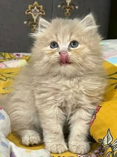 Persian kItten for sale Only contact whatup 03201711036