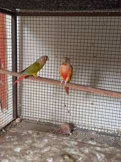 PineApple Conure Red Factor X Green Cheeck Conure