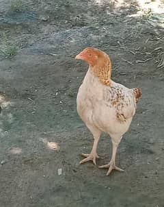 aseel hen breeder female