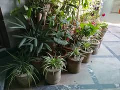 Home Plants for sale 321 4021088