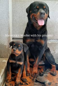 Pedigree Rottweiler Pick of the litter Male puppy  | Rottweiler