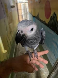 African Grey parrot chicks for sale 0321=8769=078