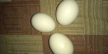Aseel Fertile Eggs