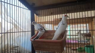 Diamond Pied Dove Breeder pair