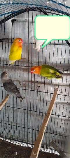 lovebirds available 1500 per