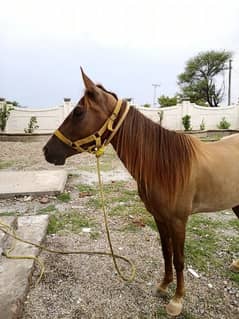 Horse Female for sale