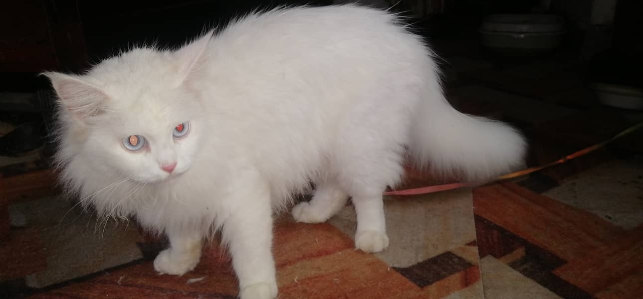 Persian Female Cat (Larki) 2