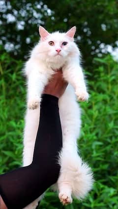 White cat - pershian cat - female cat for sale - odd eyes