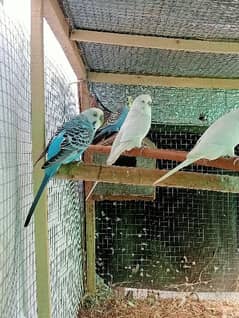 Australian Parrots 4 pairs