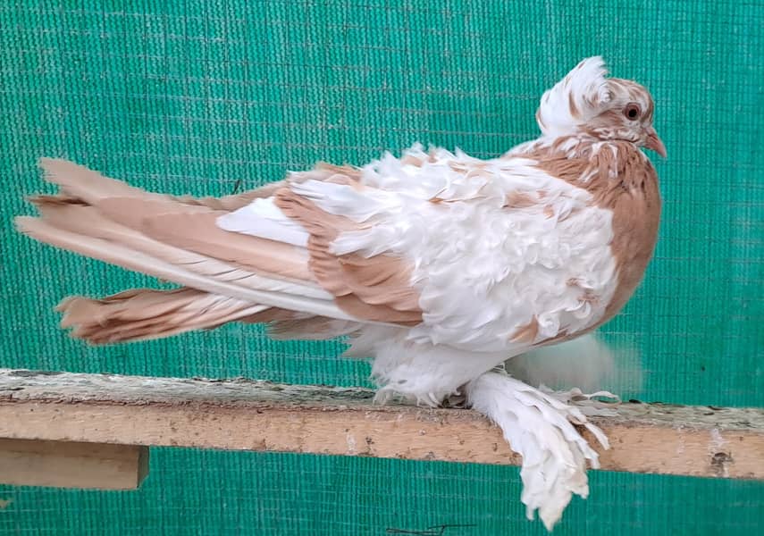 Supreme Quality Frillback breeding pair fancy  pigeons/ kabooter 2
