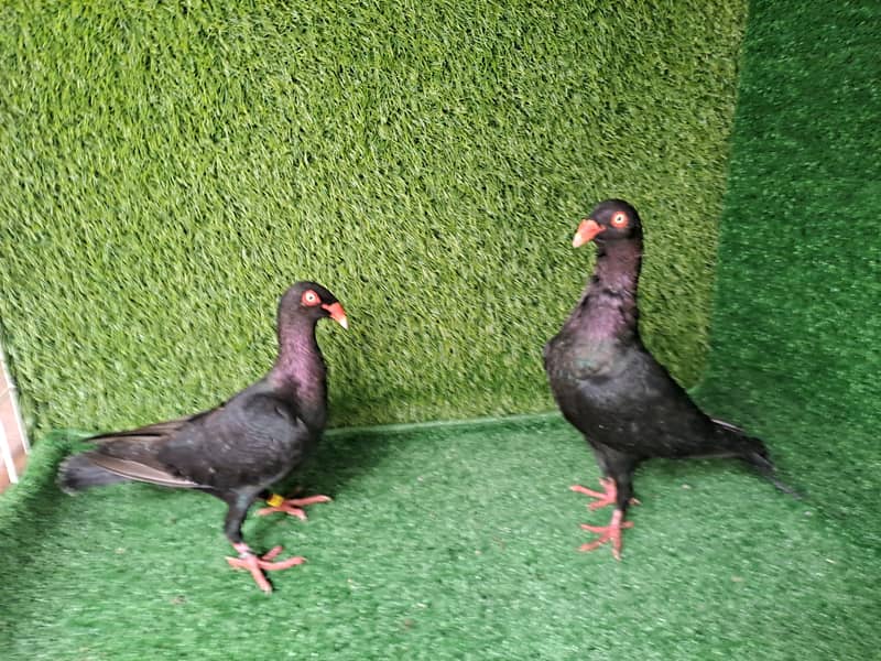 Supreme Quality Frillback breeding pair fancy  pigeons/ kabooter 4