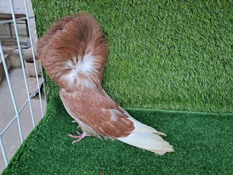 Supreme Quality Frillback breeding pair fancy  pigeons/ kabooter 6